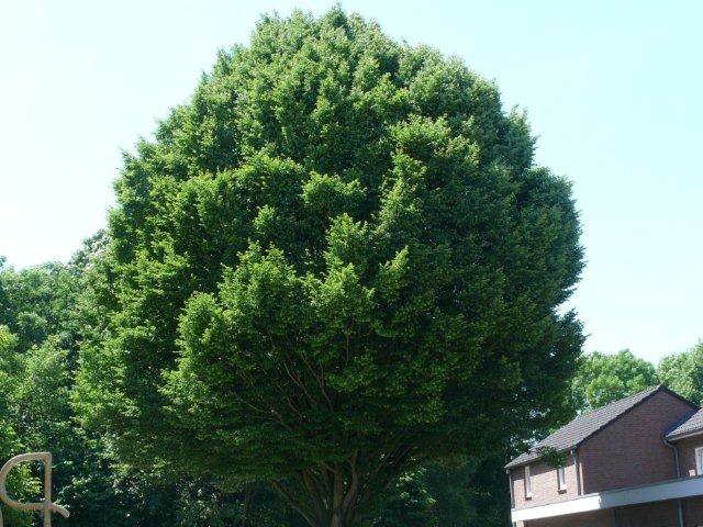 P1030383